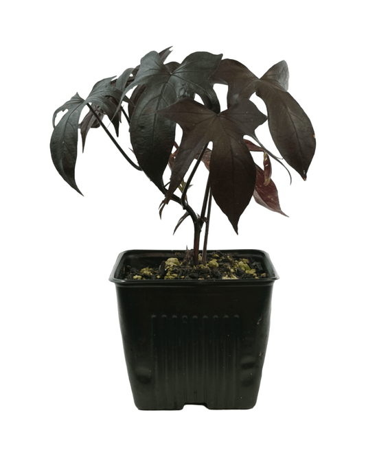 Ipomoea 'Blackie' - The Garden Corner