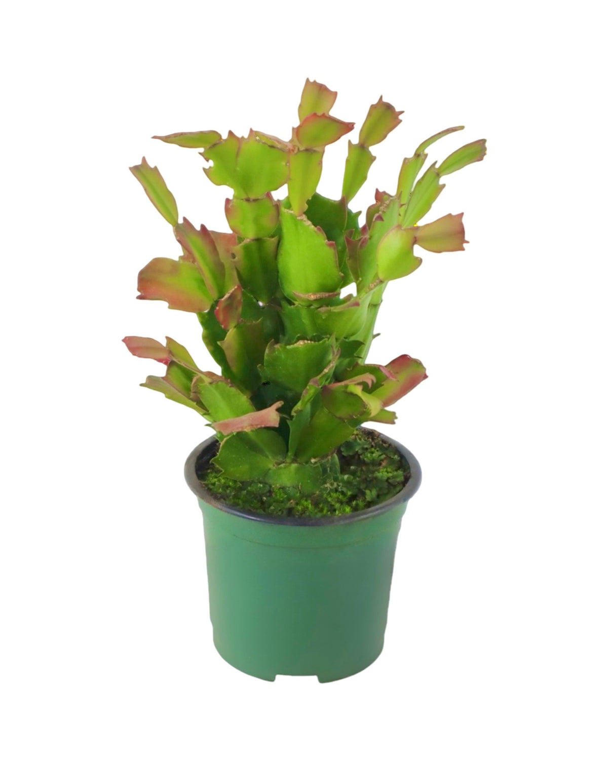Schlumbergera Assorted - House Plants