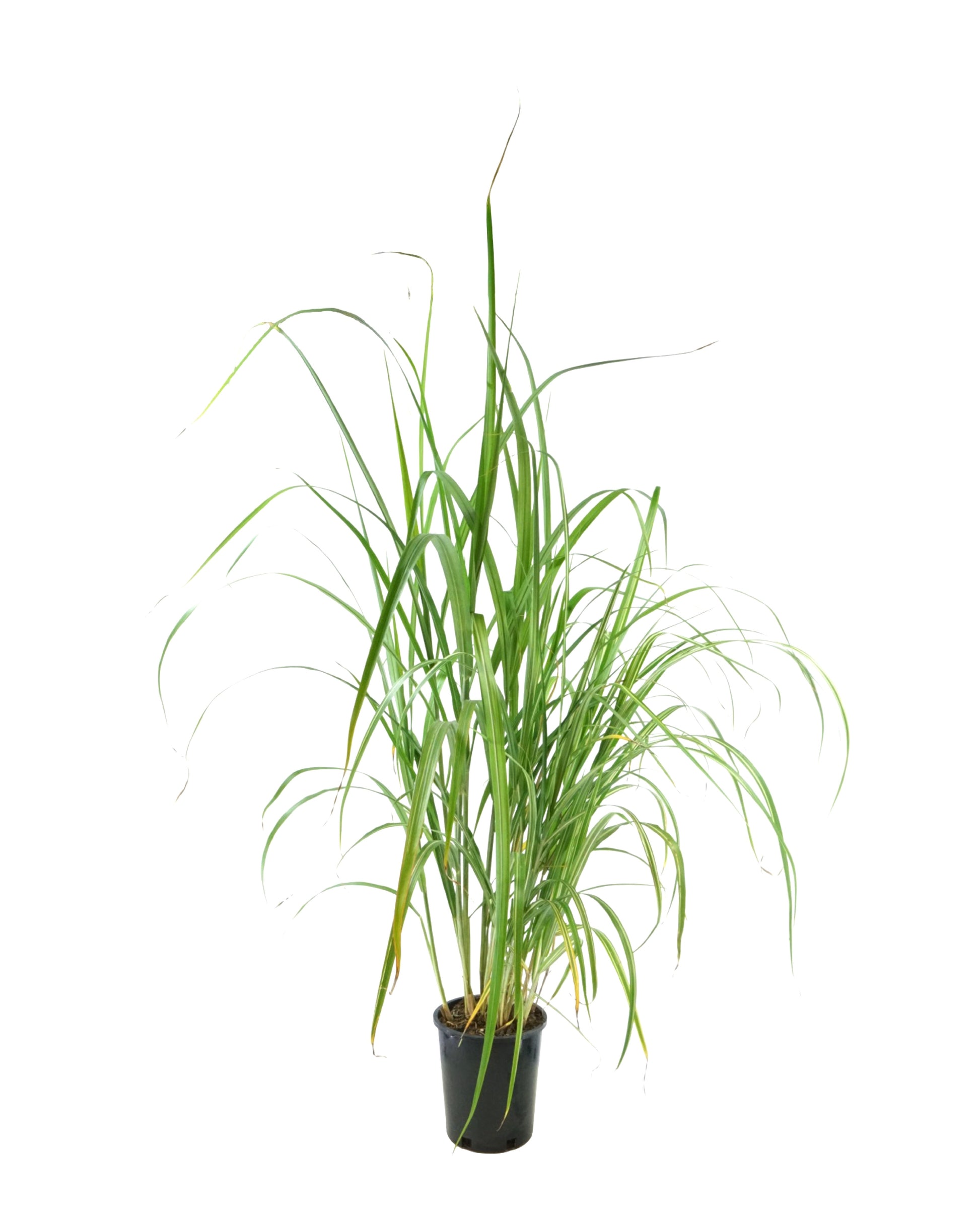 Miscanthus sinensis 'Cabaret' - Perennials