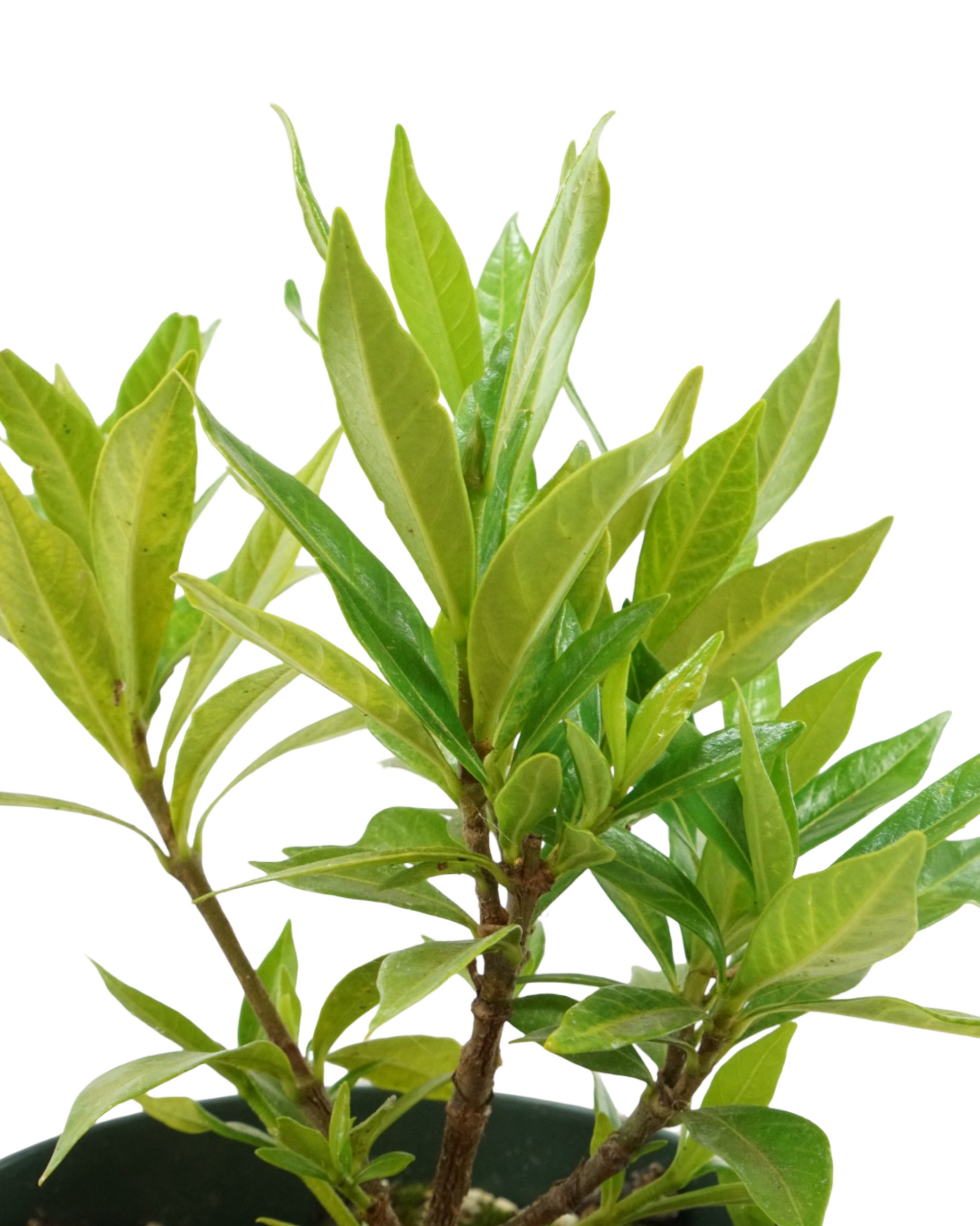 Gardenia jasminoides 'Frost Proof ' - Shrubs