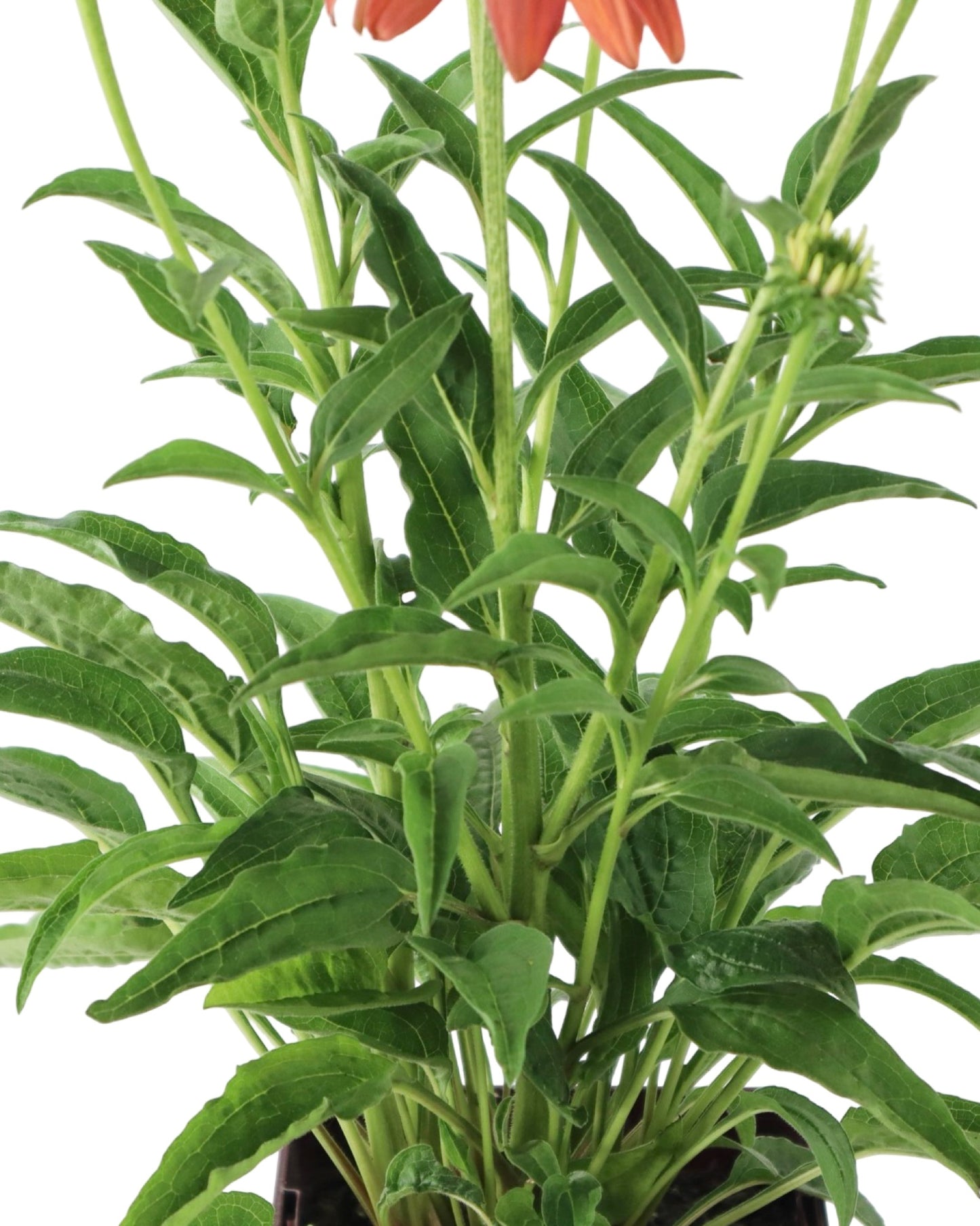 Echinacea 'Artisan Soft Orange' - Perennials