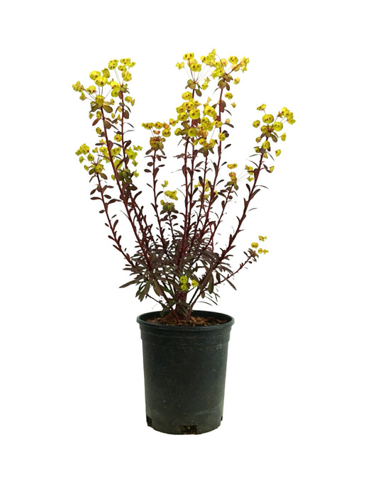 Euphorbia 'Miner's Merlot' - The Garden Corner