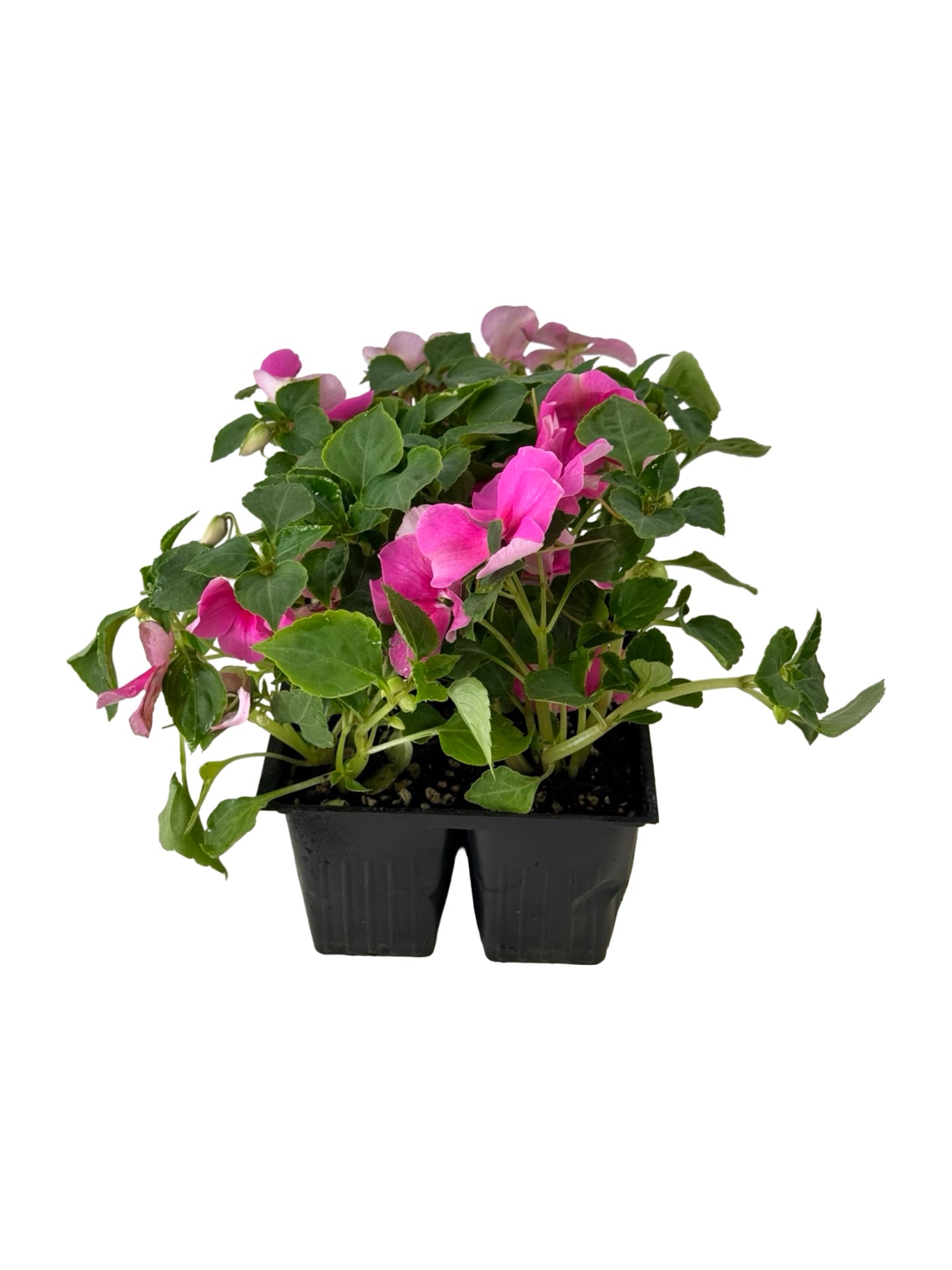 Impatiens Beacon 'Light Pink' - Annuals