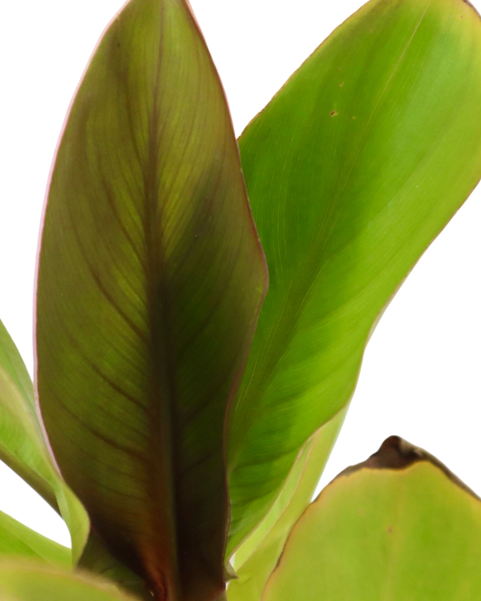 Canna Cannova® Bronze Peach - Perennials