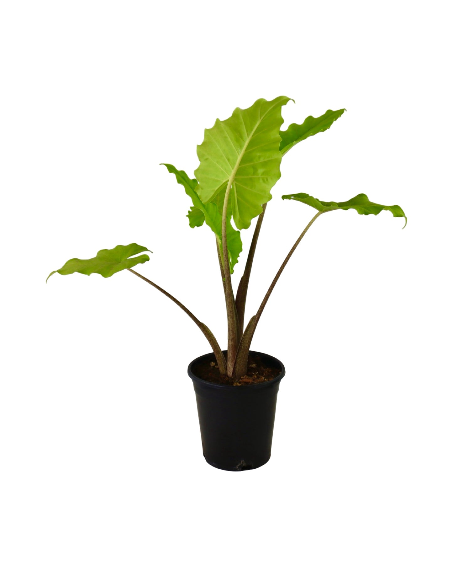 Alocasia 'Portora' - Tropical Plants