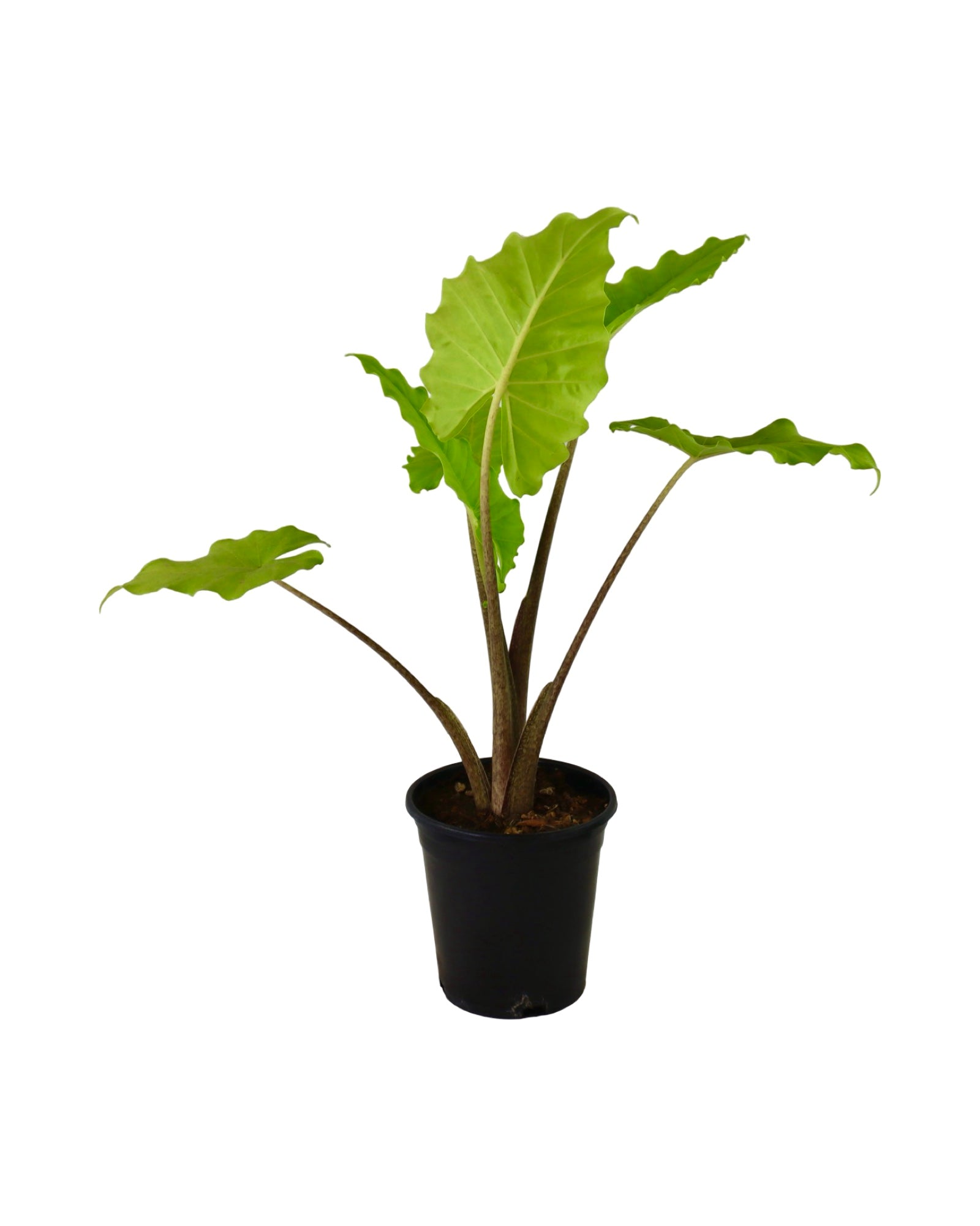 Alocasia 'Portora' - Tropical Plants
