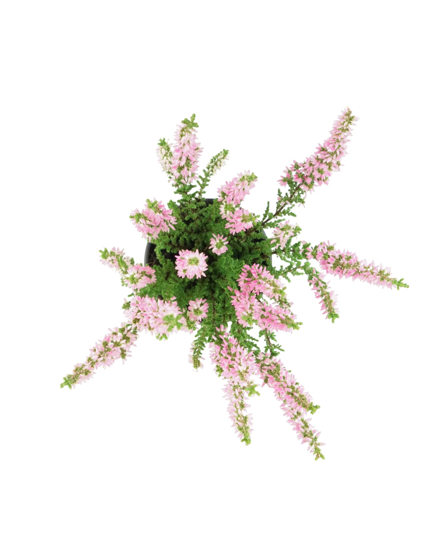 Calluna 'Michelle'