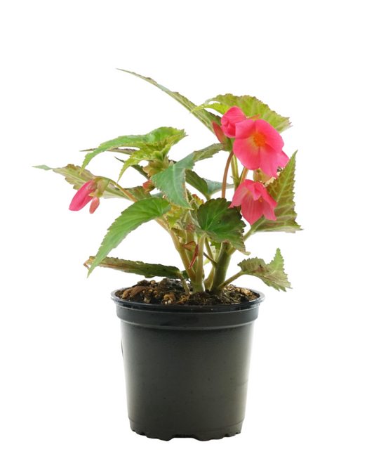 Begonia 'Dragon Wing Bronze Leaf Pink' 4 Inch - Annuals