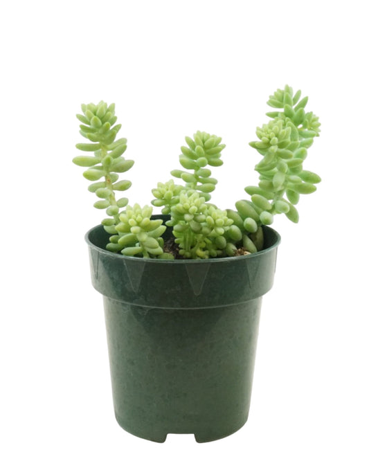 Sedum Morganianum - The Garden Corner