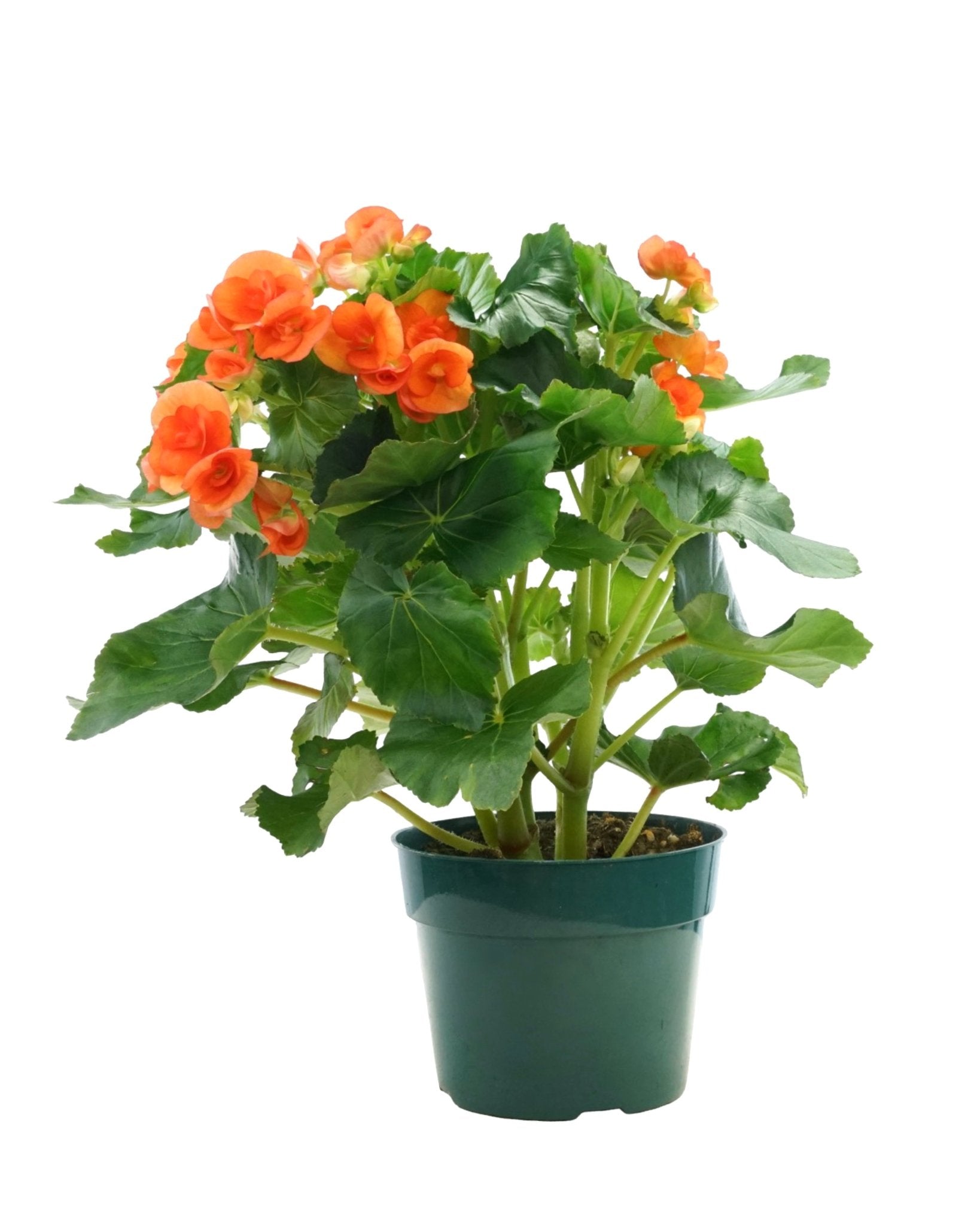 Begonia x hiemalis - House Plants