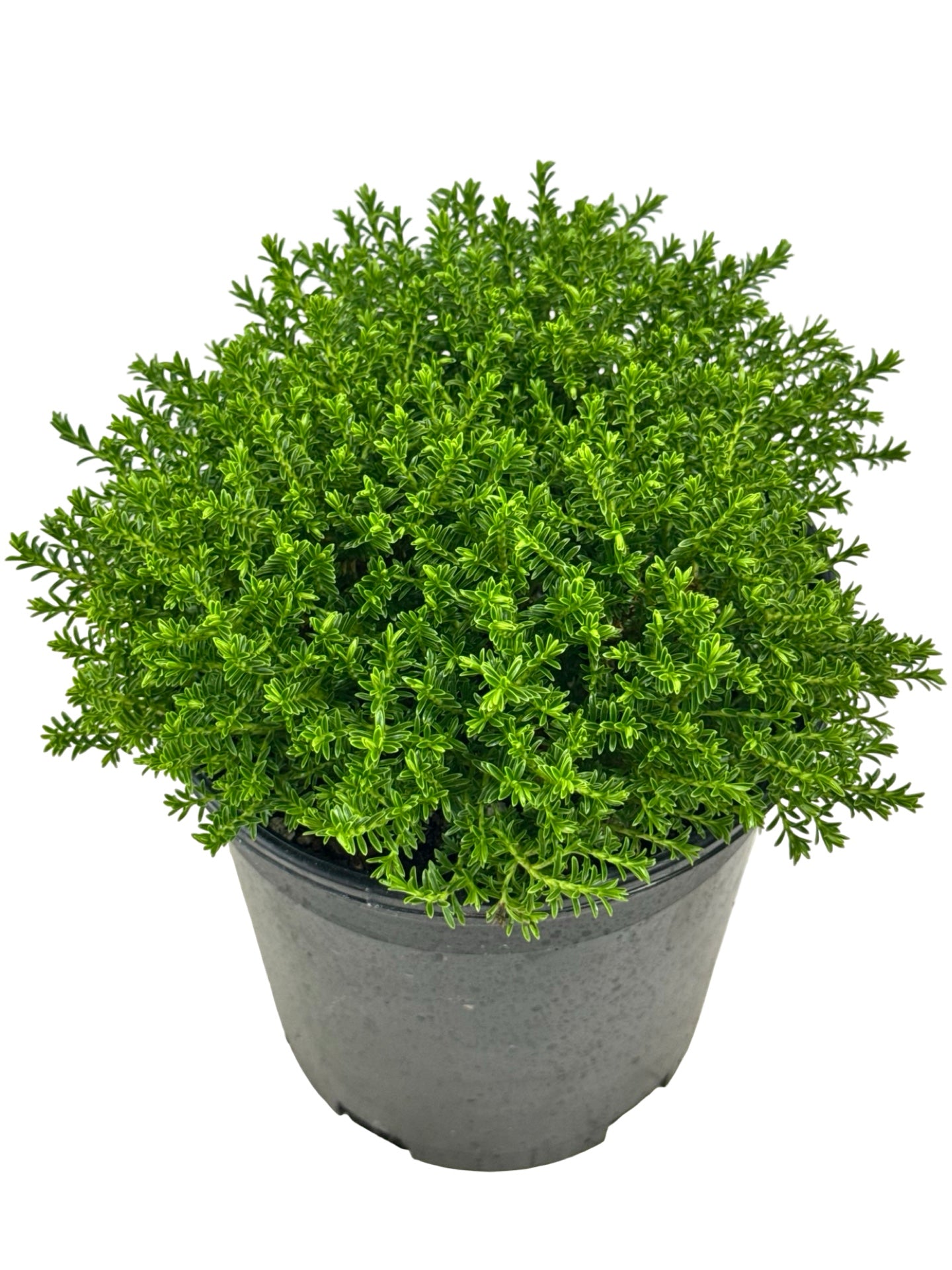 Hebe 'Mckeanii' - Shrubs