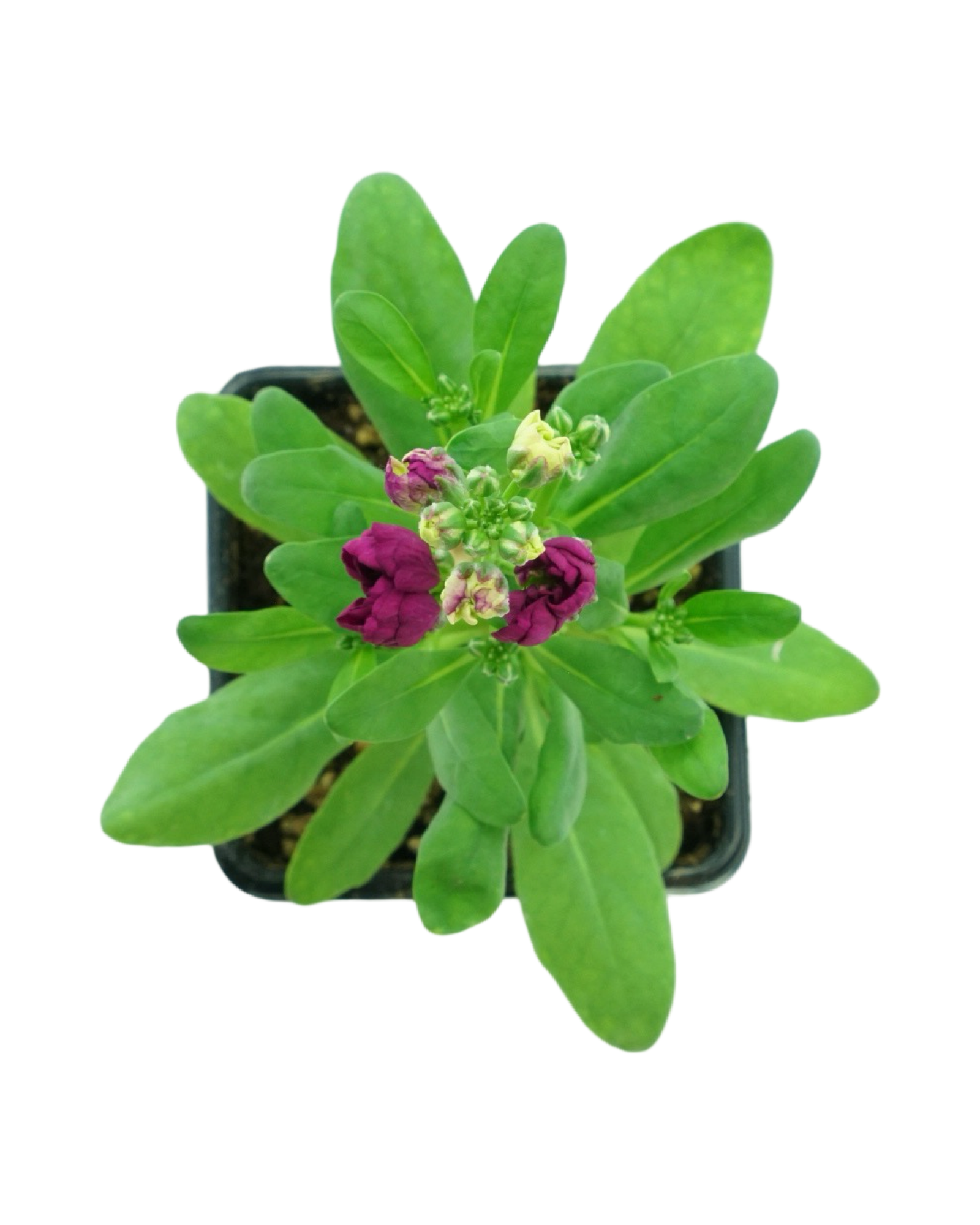 Stock Harmony Mix - Annuals