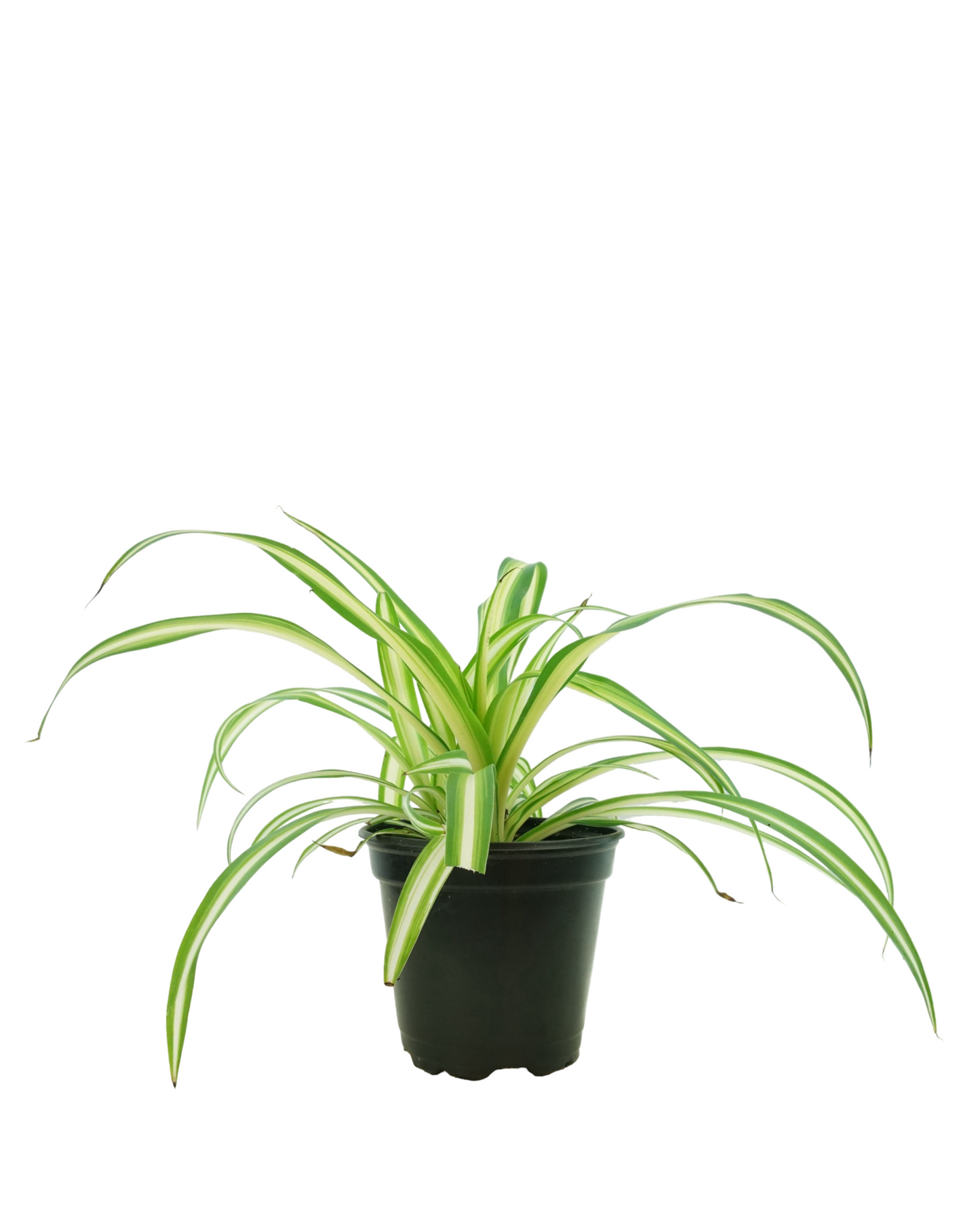 Chlorophytum comosum - House Plants
