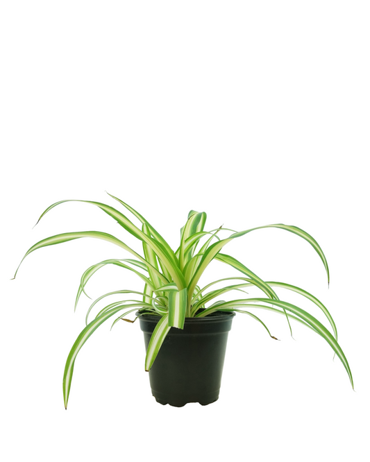 Chlorophytum comosum - House Plants