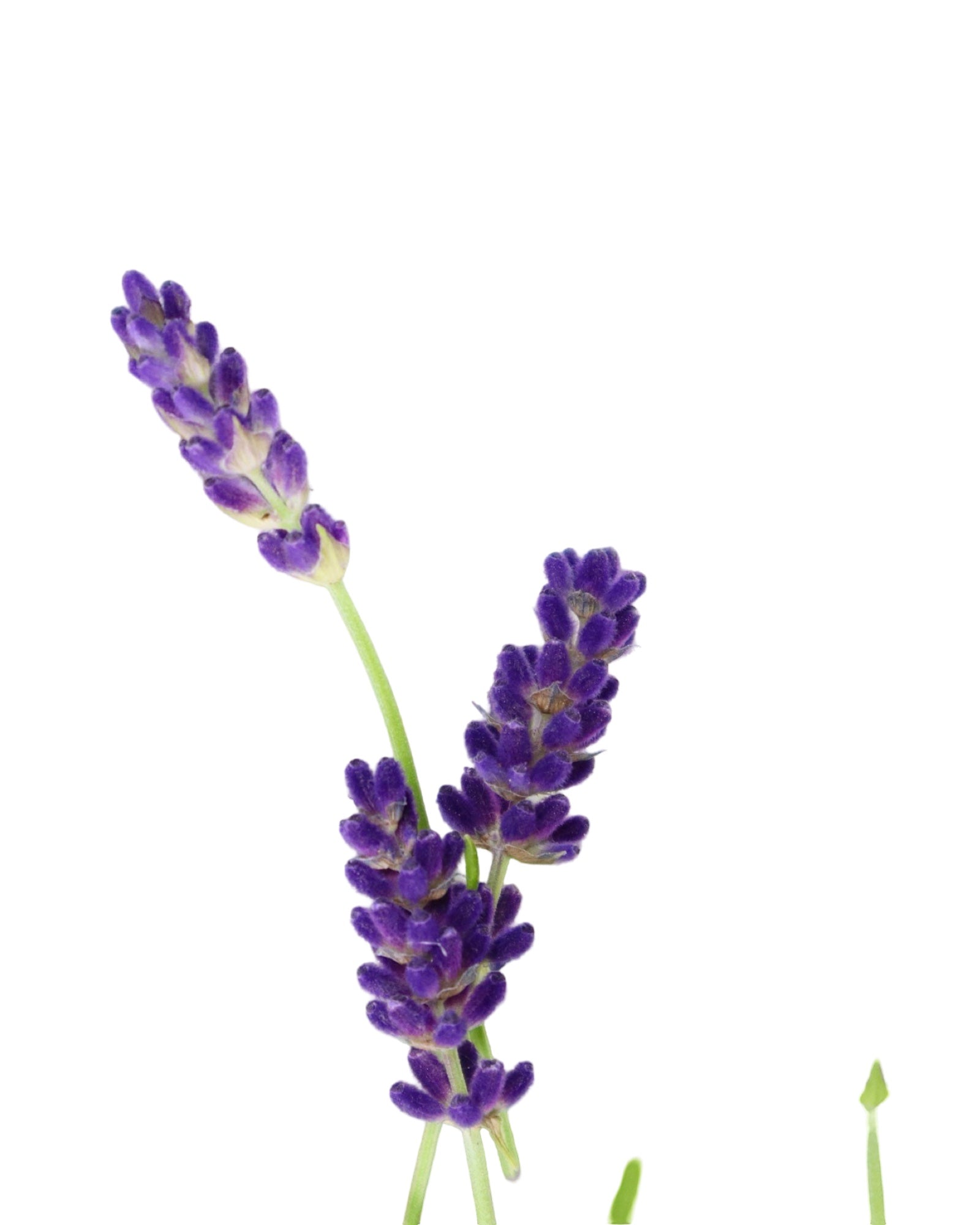 Lavandula 'Big Time Blue' - Herbs and Vegetables