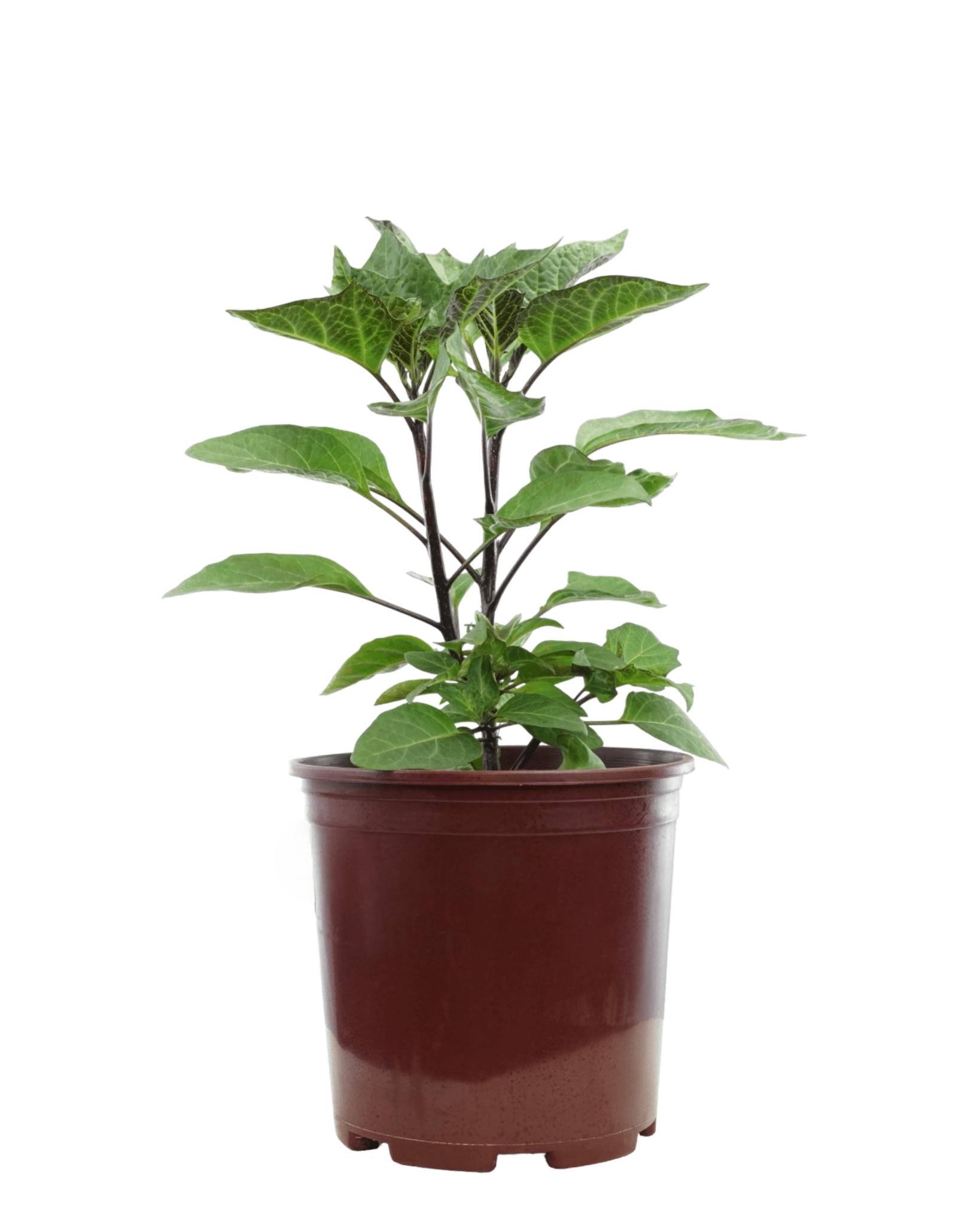 Datura 'Double Lavender' - The Garden Corner
