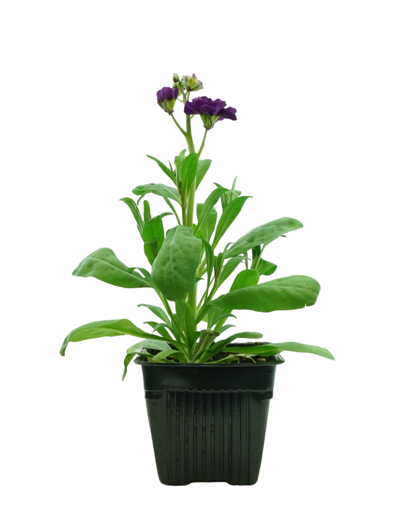 Stock Harmony Mix - Annuals