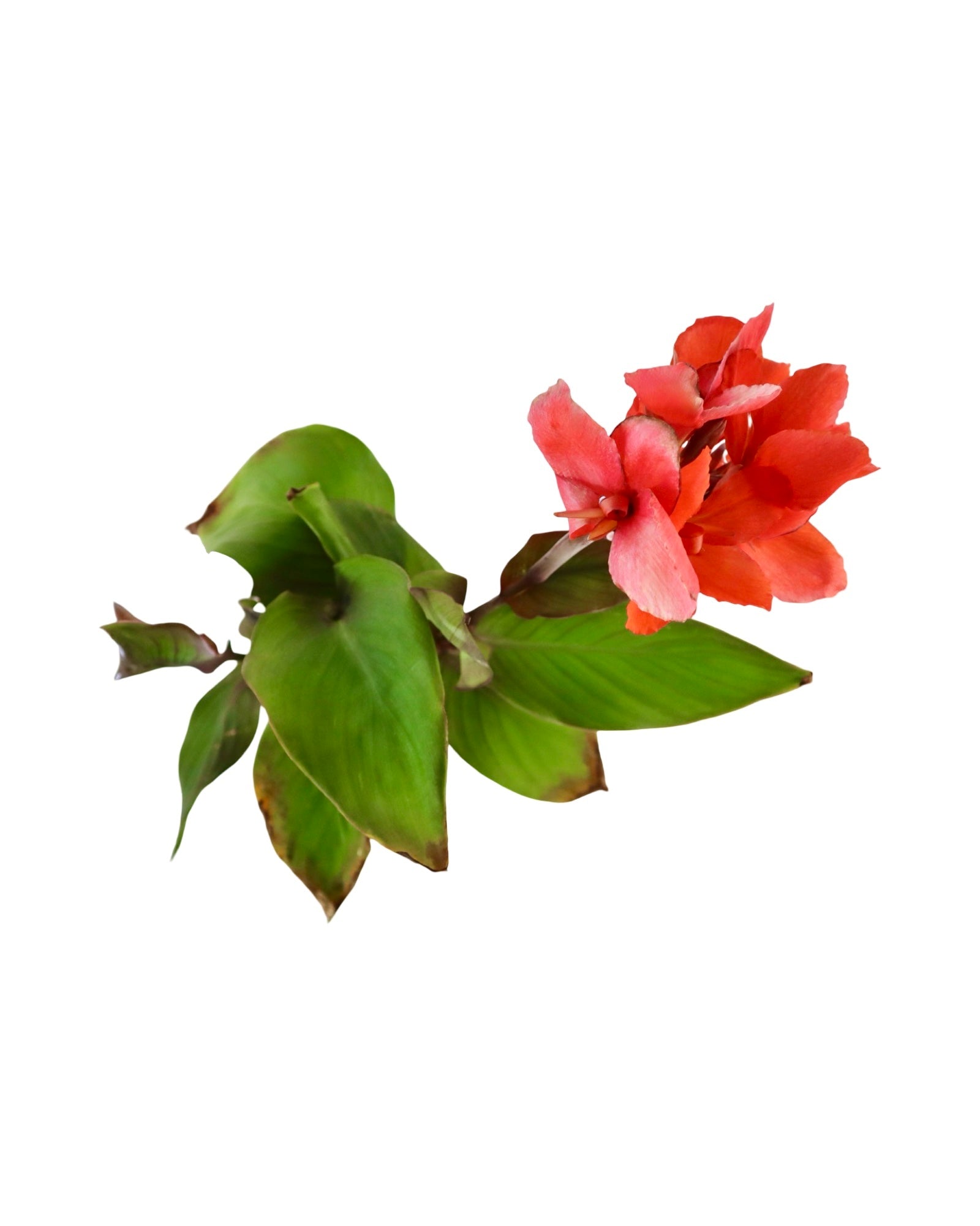 Canna Cannova® Orange - Perennials