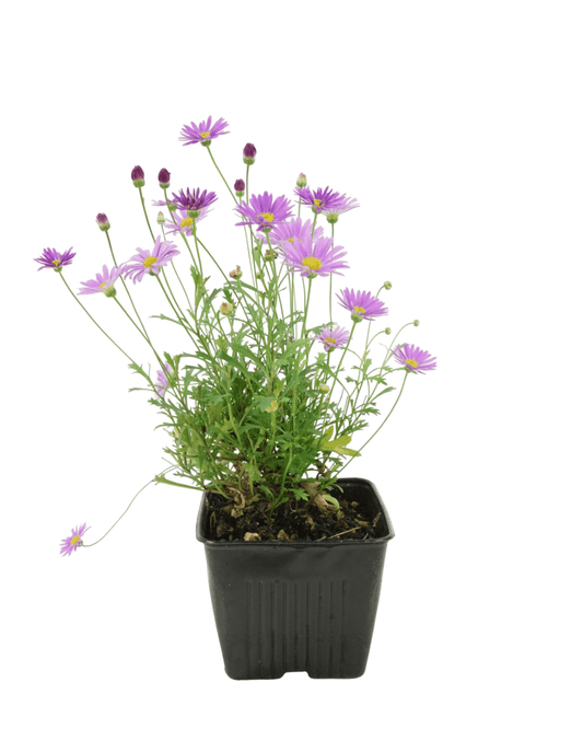 Brachyscome Fresco™ 'Purple' - The Garden Corner
