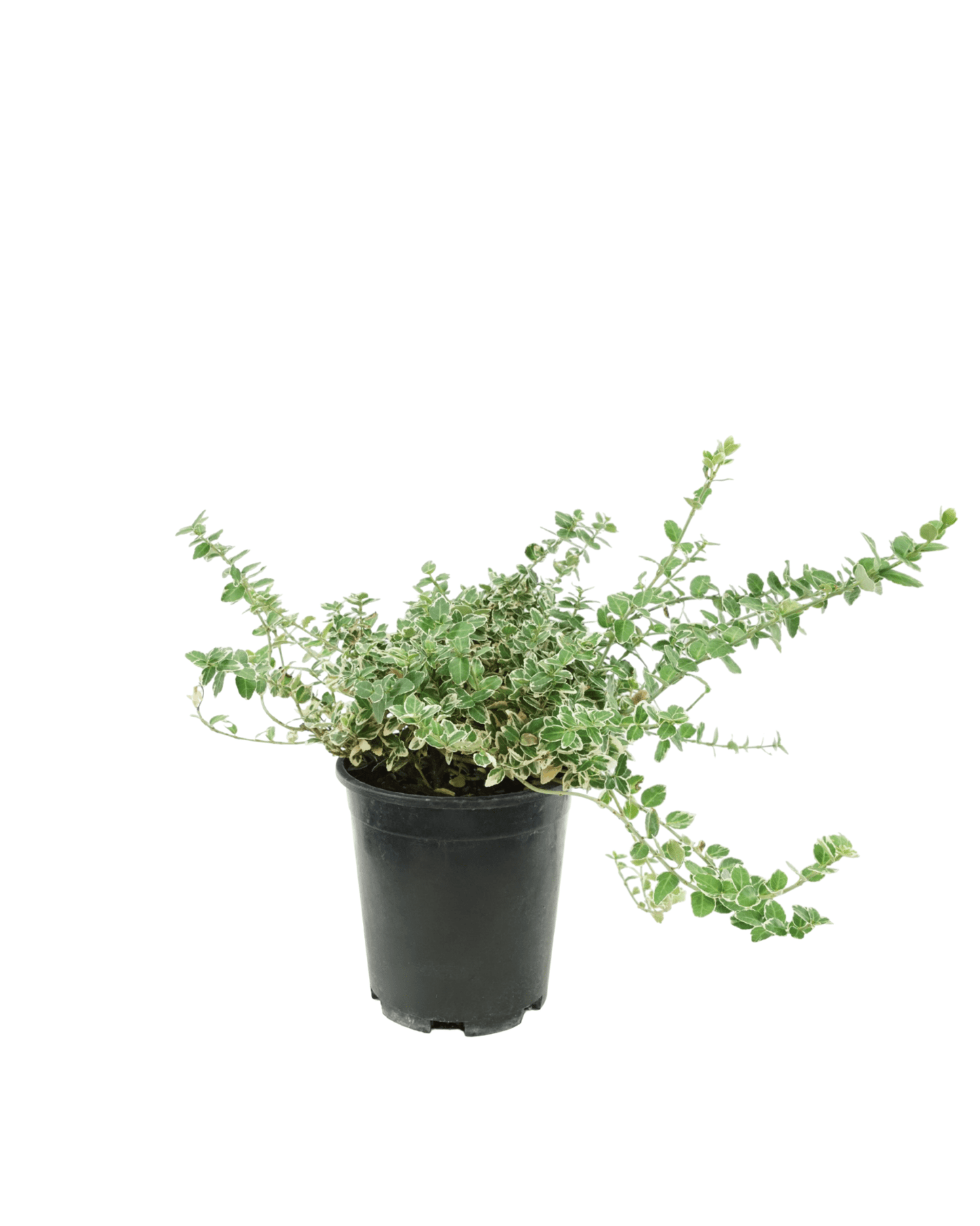 Euonymus fortunei 'Emerald Gaiety' - The Garden Corner