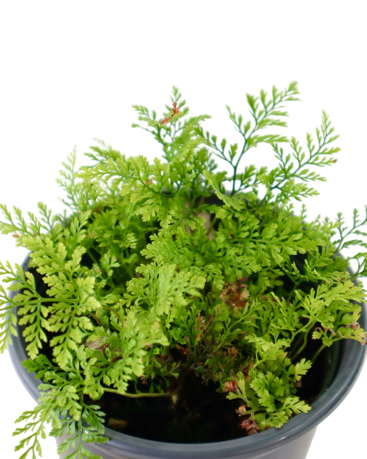 Davallia tyermannii - House Plants