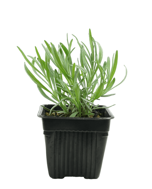 Lavandula x intermedia 'Provence' - The Garden Corner