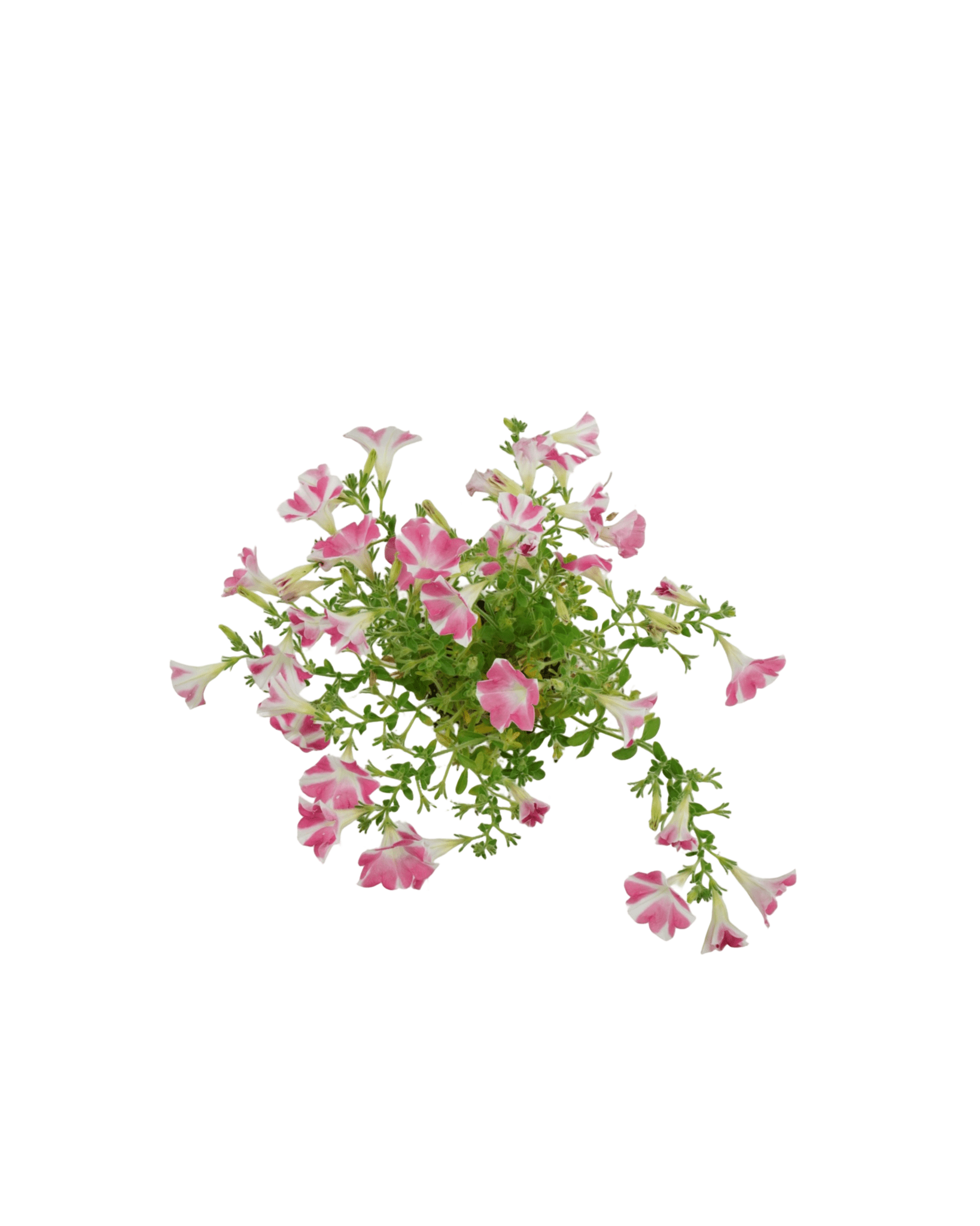 Petunia 'Surfinia Heartbeat' - The Garden Corner