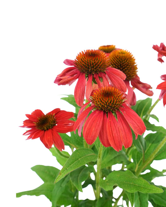 Echinacea Artisan 'Red Ombre'