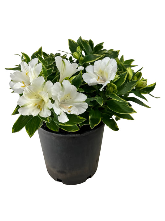 Alstroemeria x claressa - Perennials