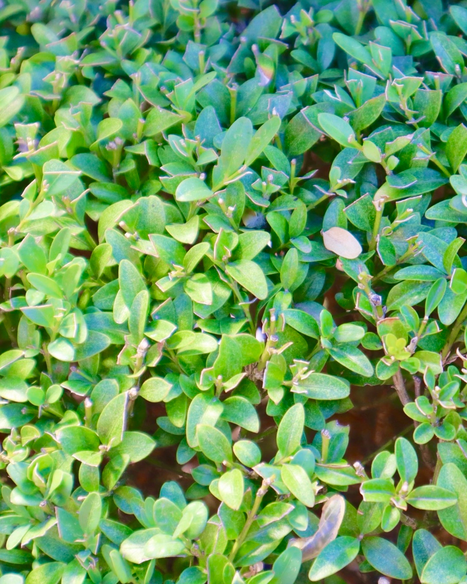 Buxus sempervirens 3 Ball Topiary 36-48 Inch - Shrubs