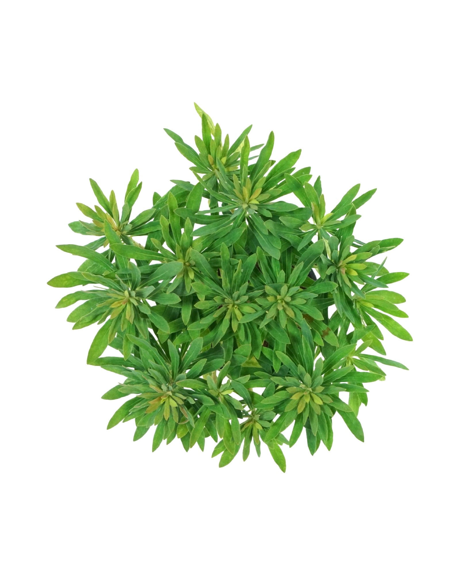 Euphorbia x martinii - The Garden Corner