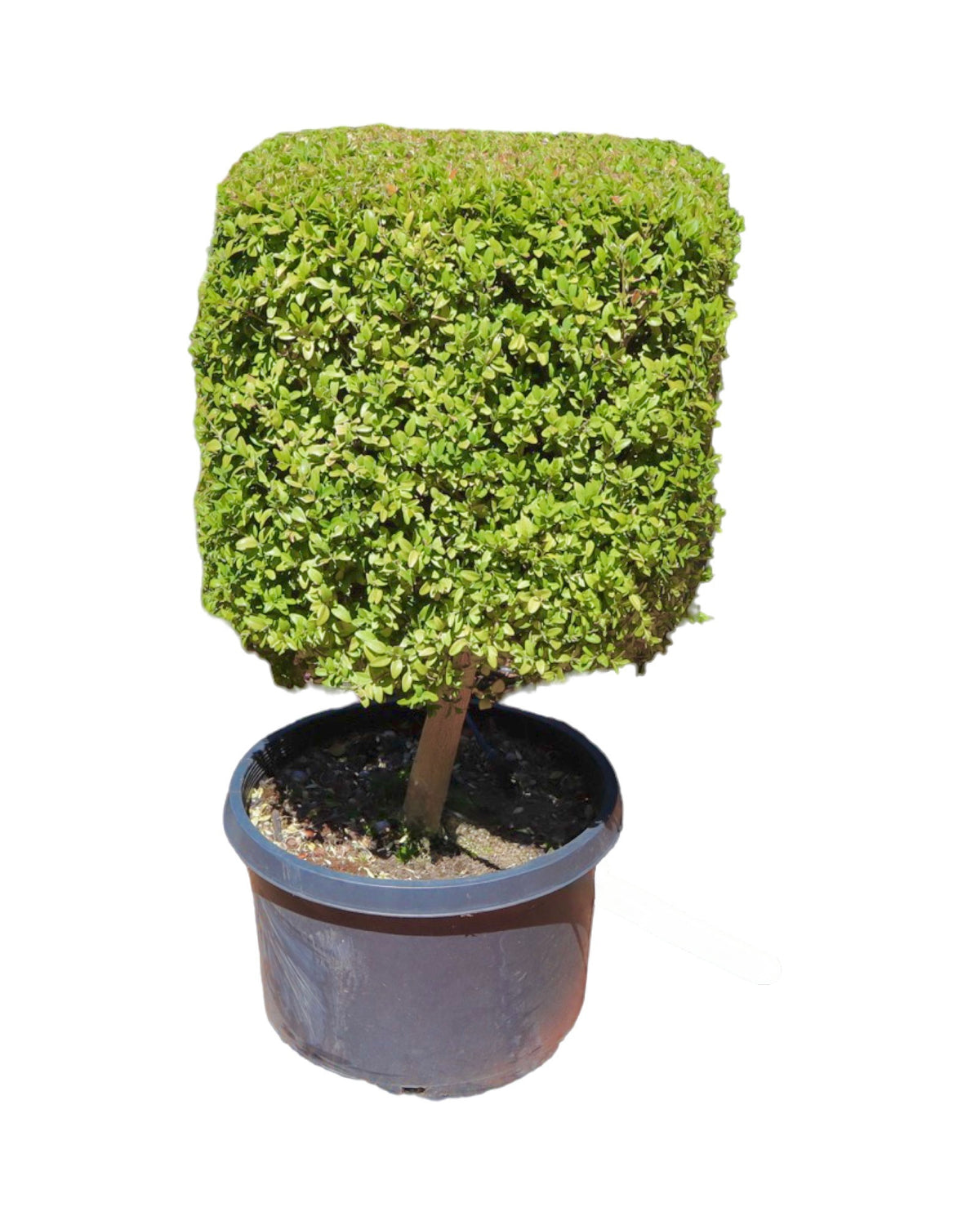 Buxus sempervirens Square Topiary 27 Inch - Shrubs