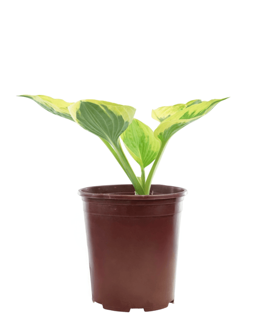 Hosta 'Twilight' - The Garden Corner