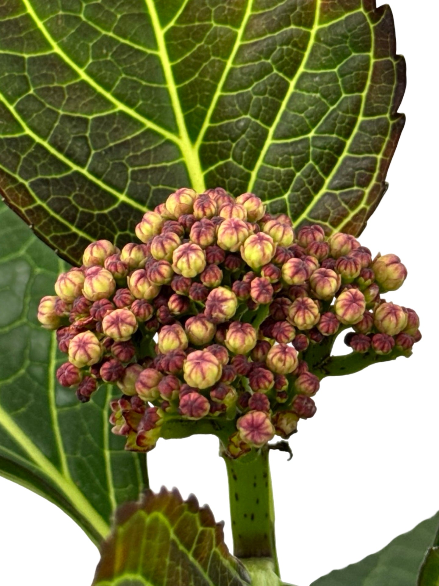 Hydrangea macrophylla Tuxedo® 'Black Tie' - Perennials