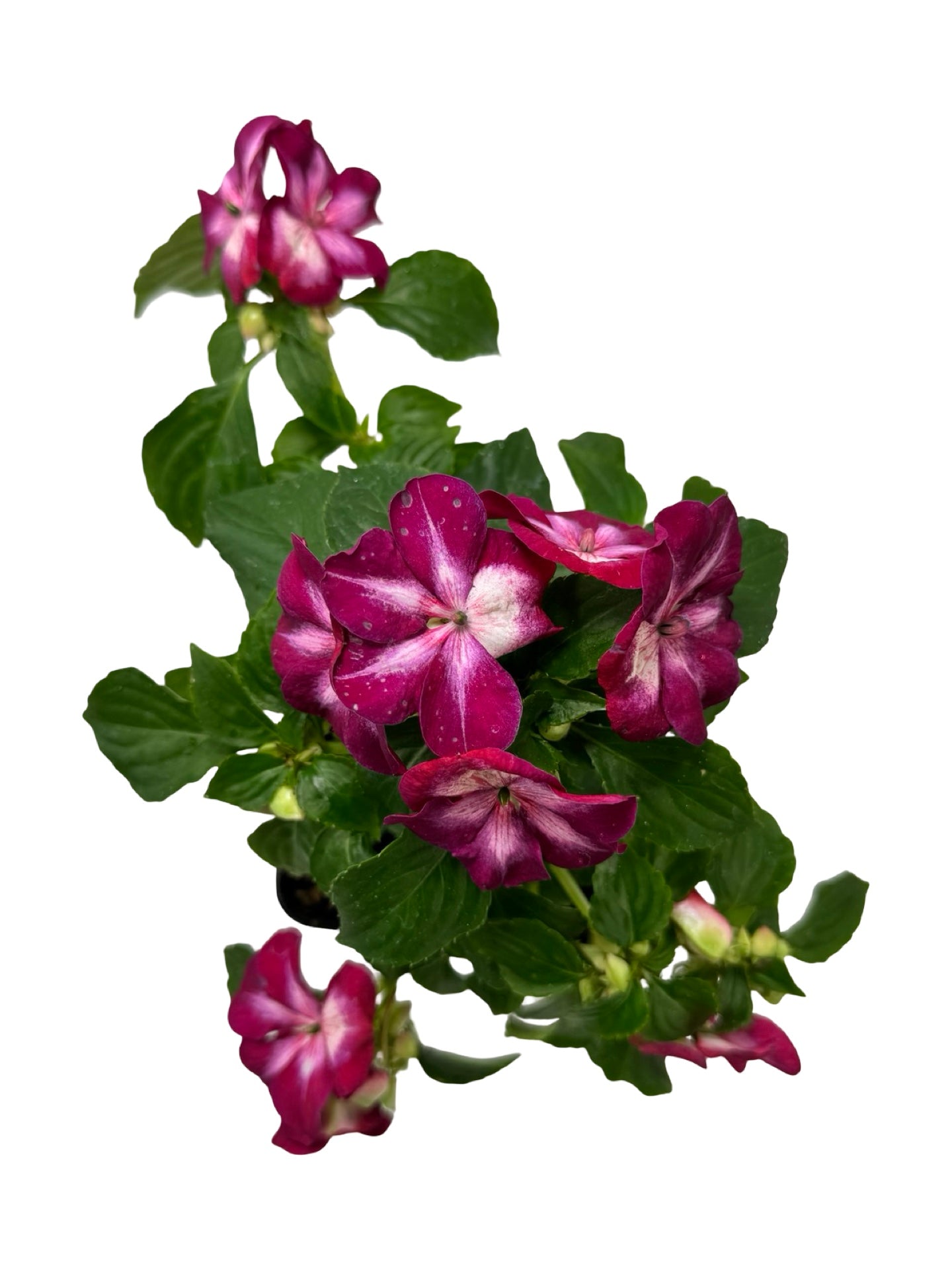 Impatiens Patchwork 'Cosmic Burgundy' - Annuals