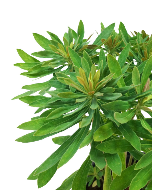 Euphorbia x martinii - The Garden Corner