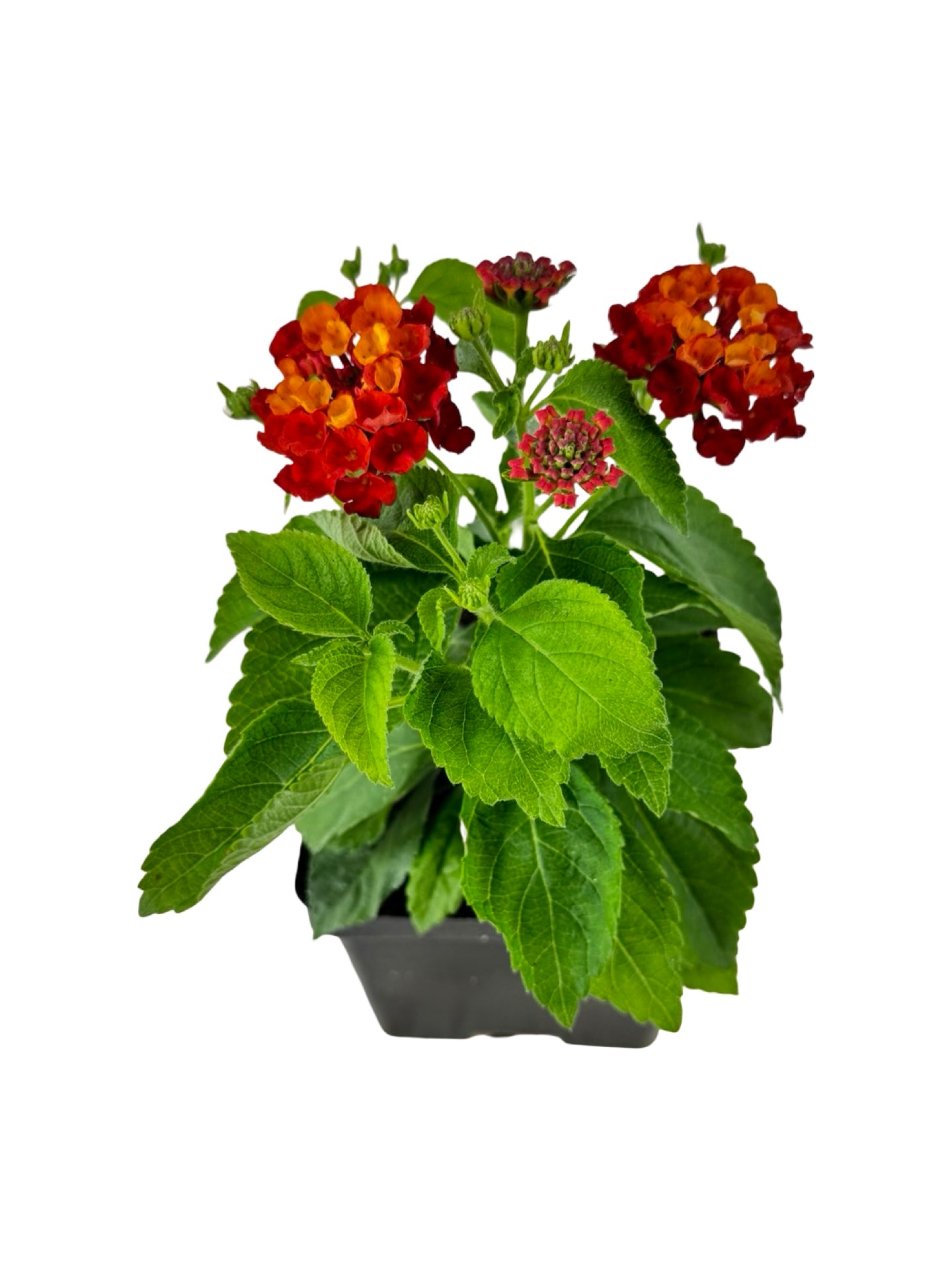 Lantana Hot Blooded® 'Red' - Annuals