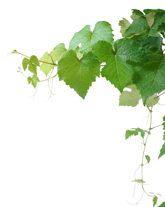 Vitis vinifera 'Vanessa' - Shrubs