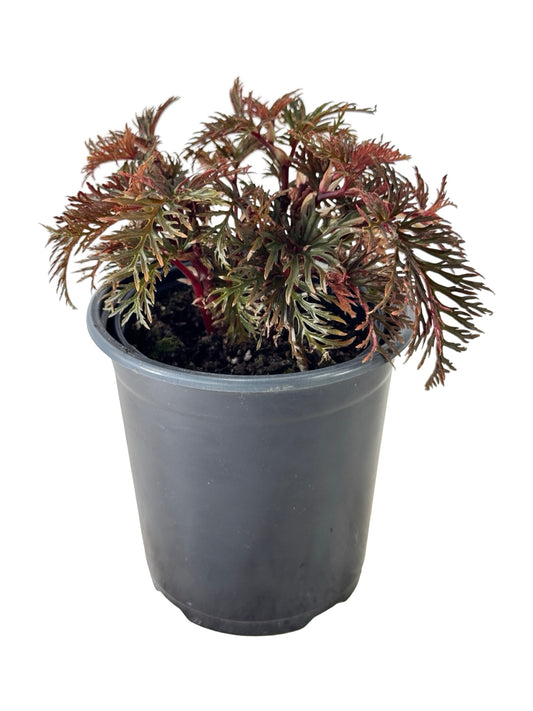 Begonia bipinnatifida - House Plants