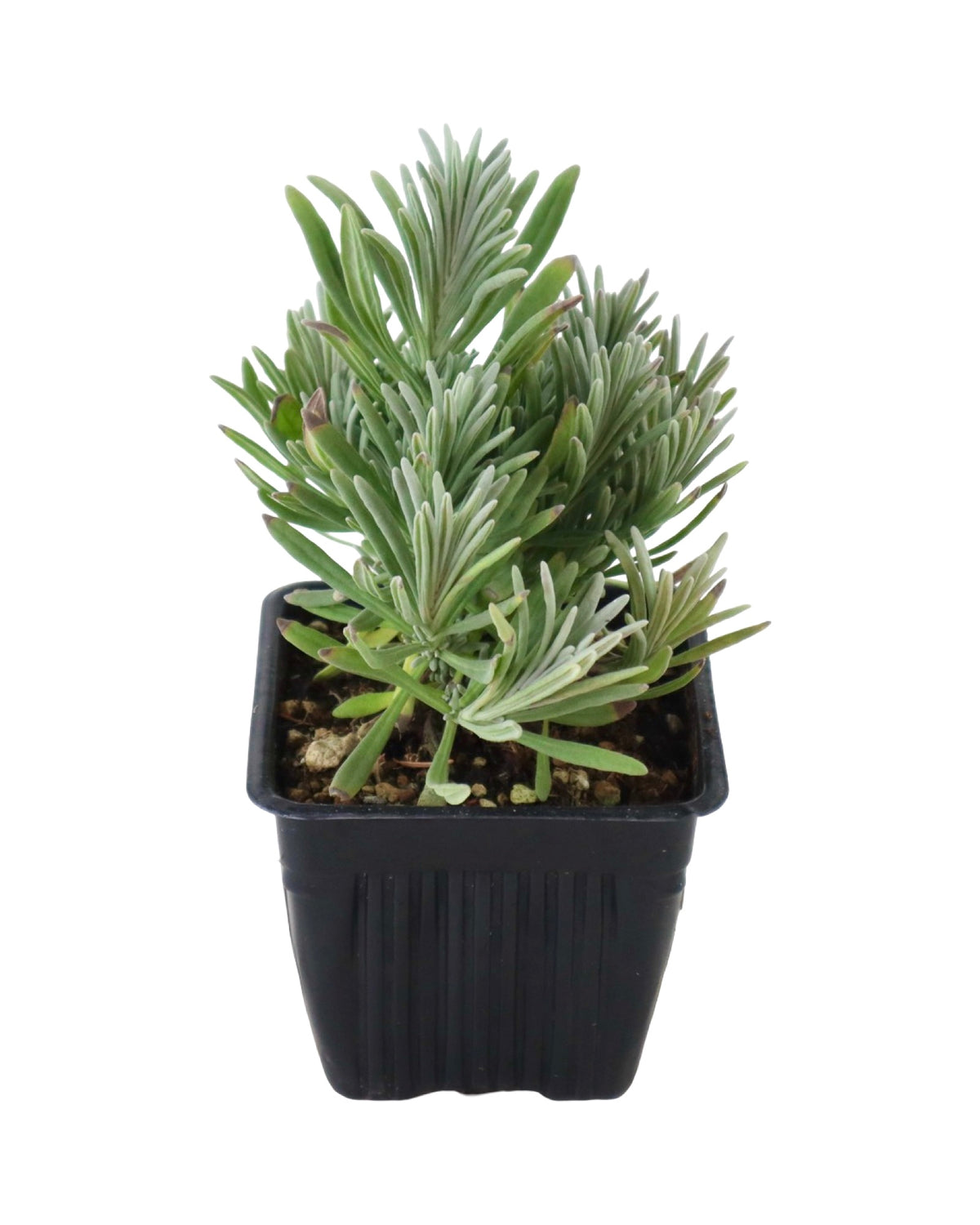 Lavandula 'Sensational!' - Herbs and Vegetables