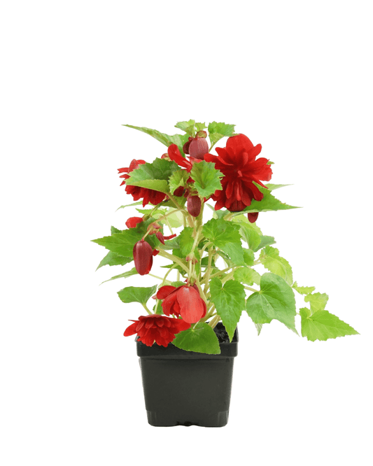 Begonia 'Illumination Scarlet' - The Garden Corner