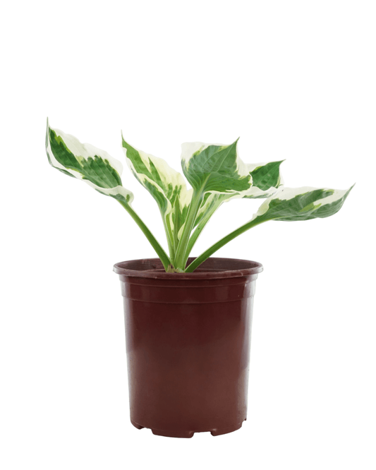 Hosta 'Patriot' - The Garden Corner