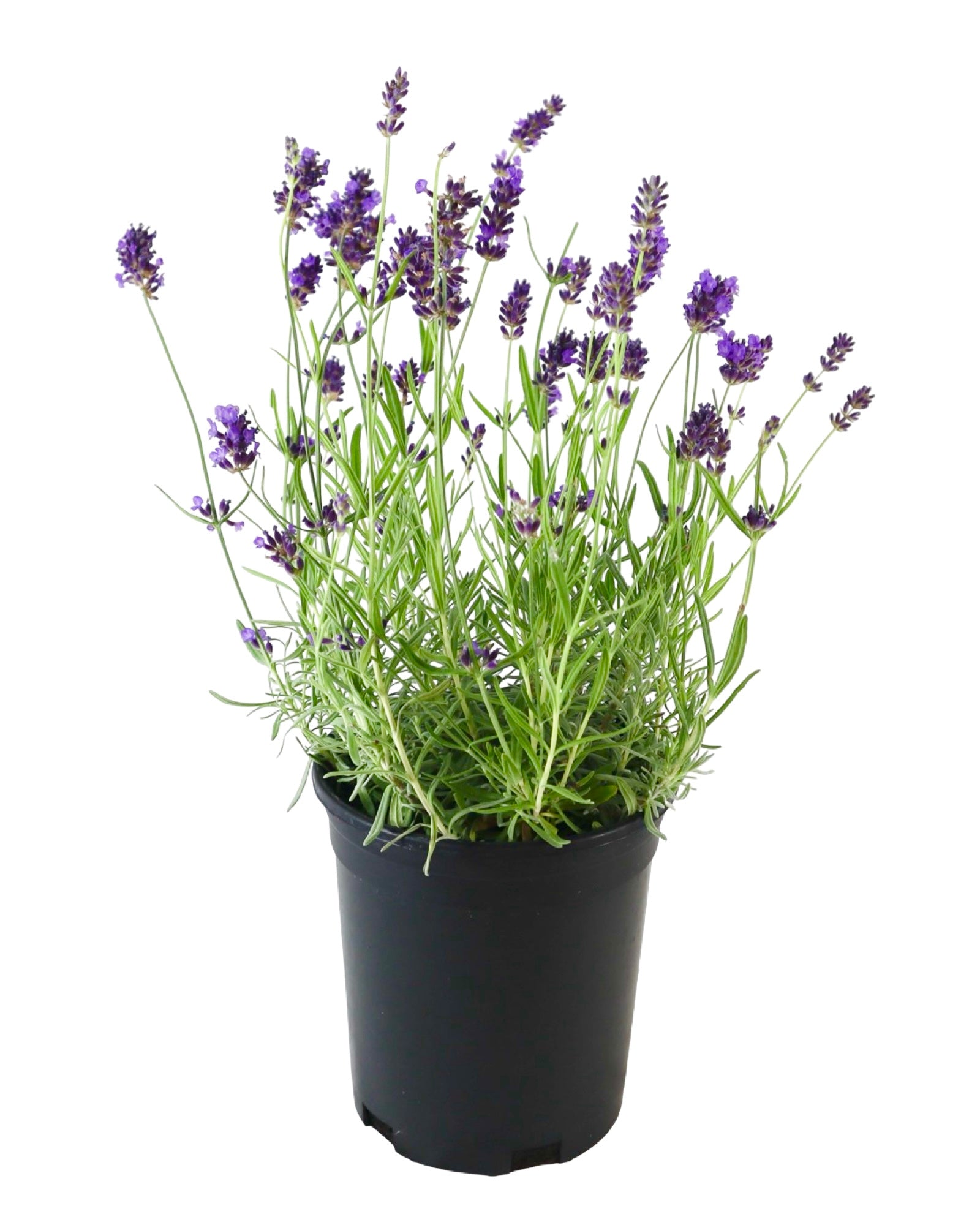 Lavandula 'Big Time Blue' - Herbs and Vegetables