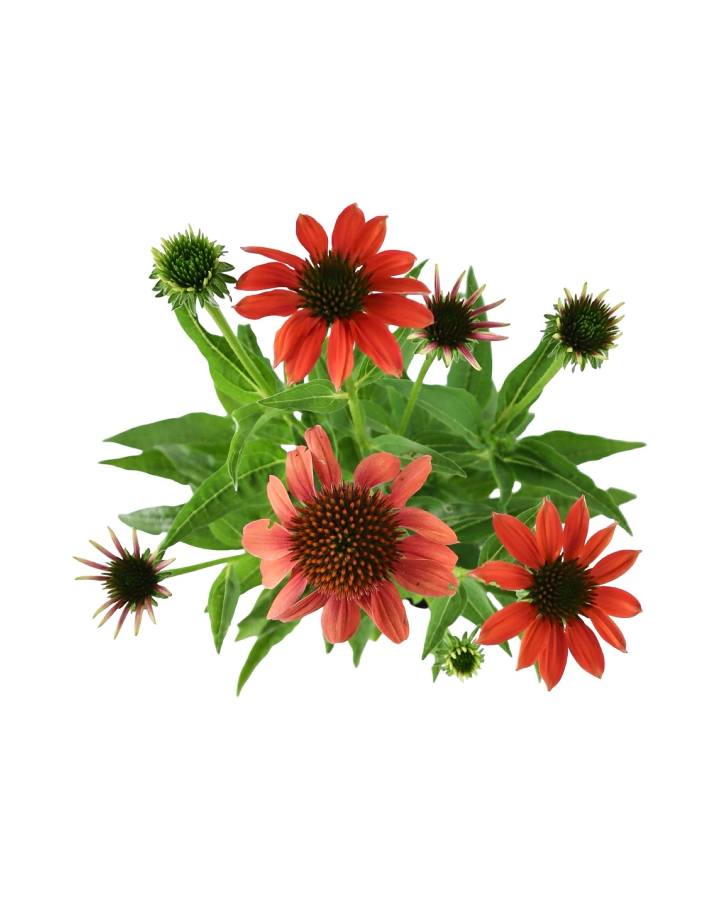 Echinacea 'Artisan Soft Orange' - Perennials