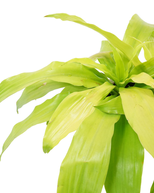 Dracaena fragrans 'Limelight'
