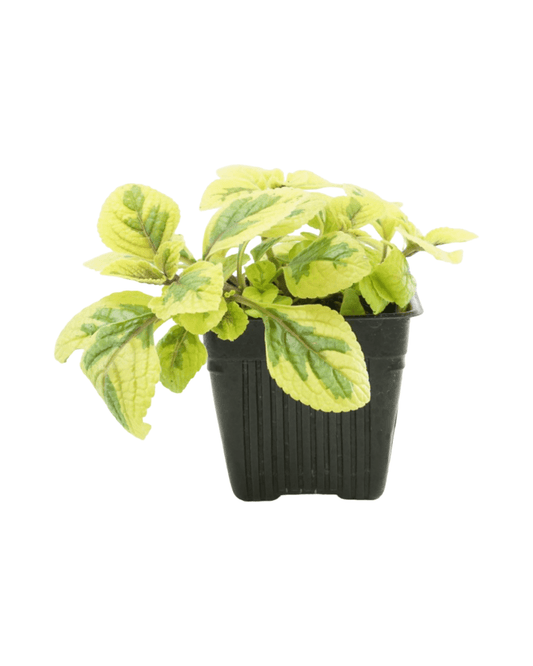 Plectranthus ciliatus 'Guacamole' - The Garden Corner