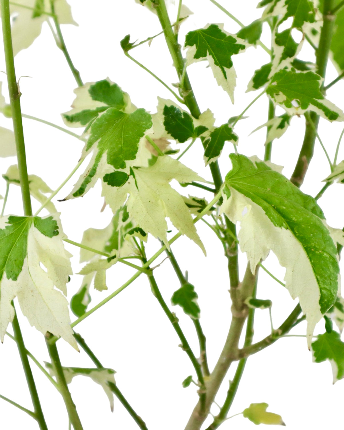 Abutilon 'Savitzii' - Perennials