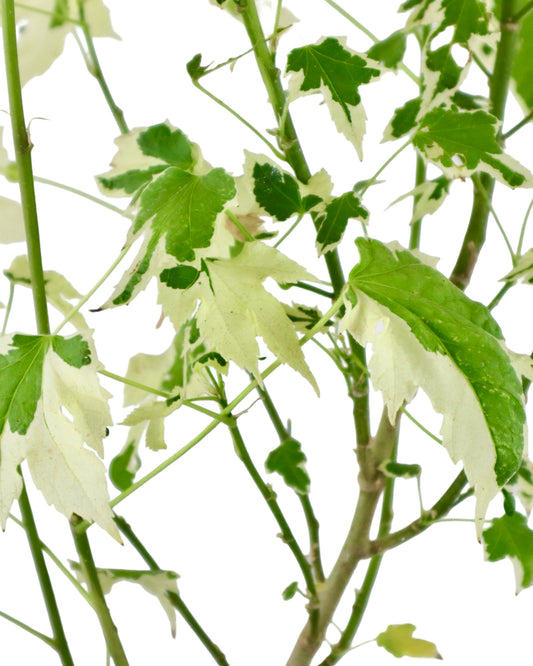 Abutilon 'Savitzii' - Perennials