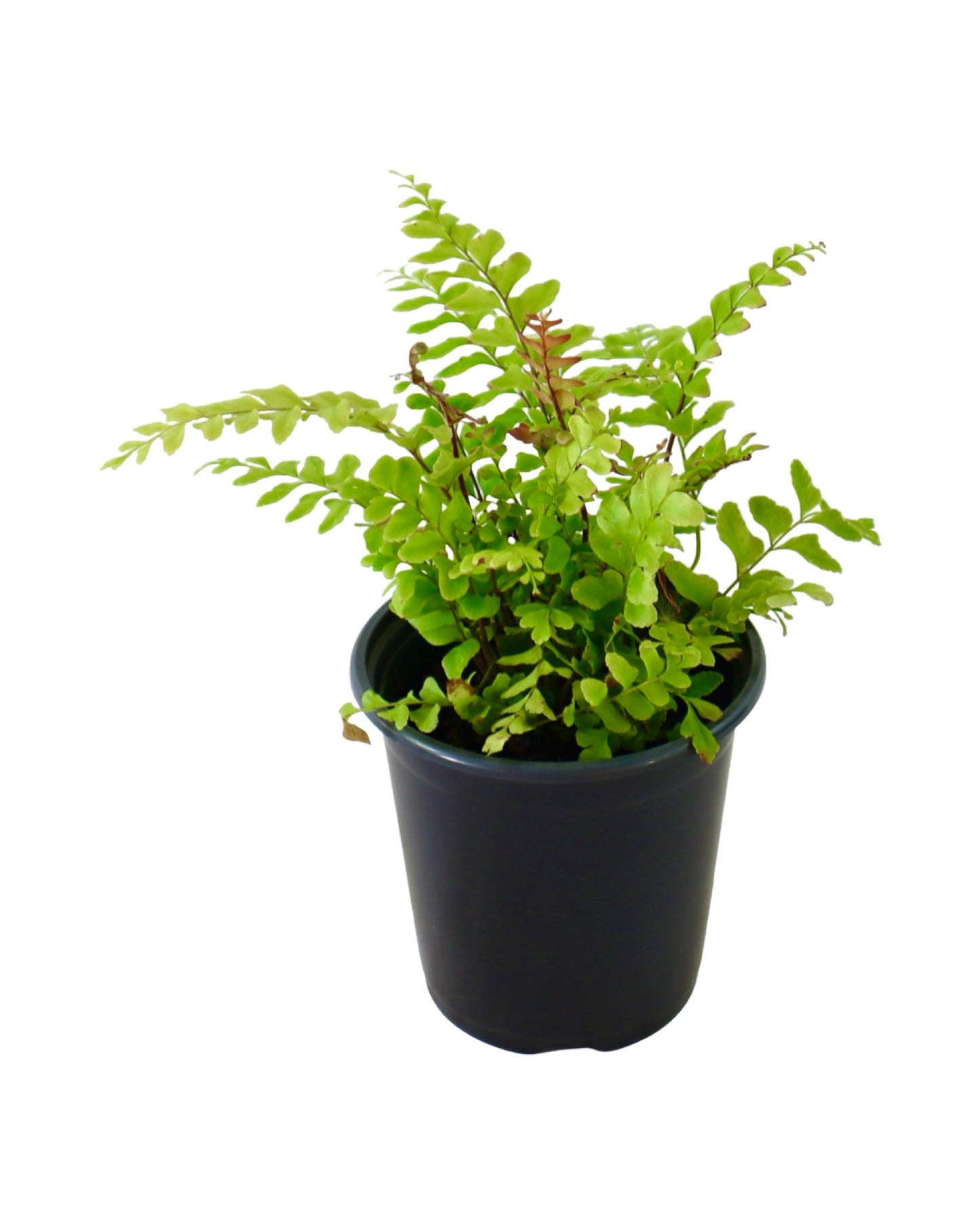 Didymochlaena truncatula - House Plants