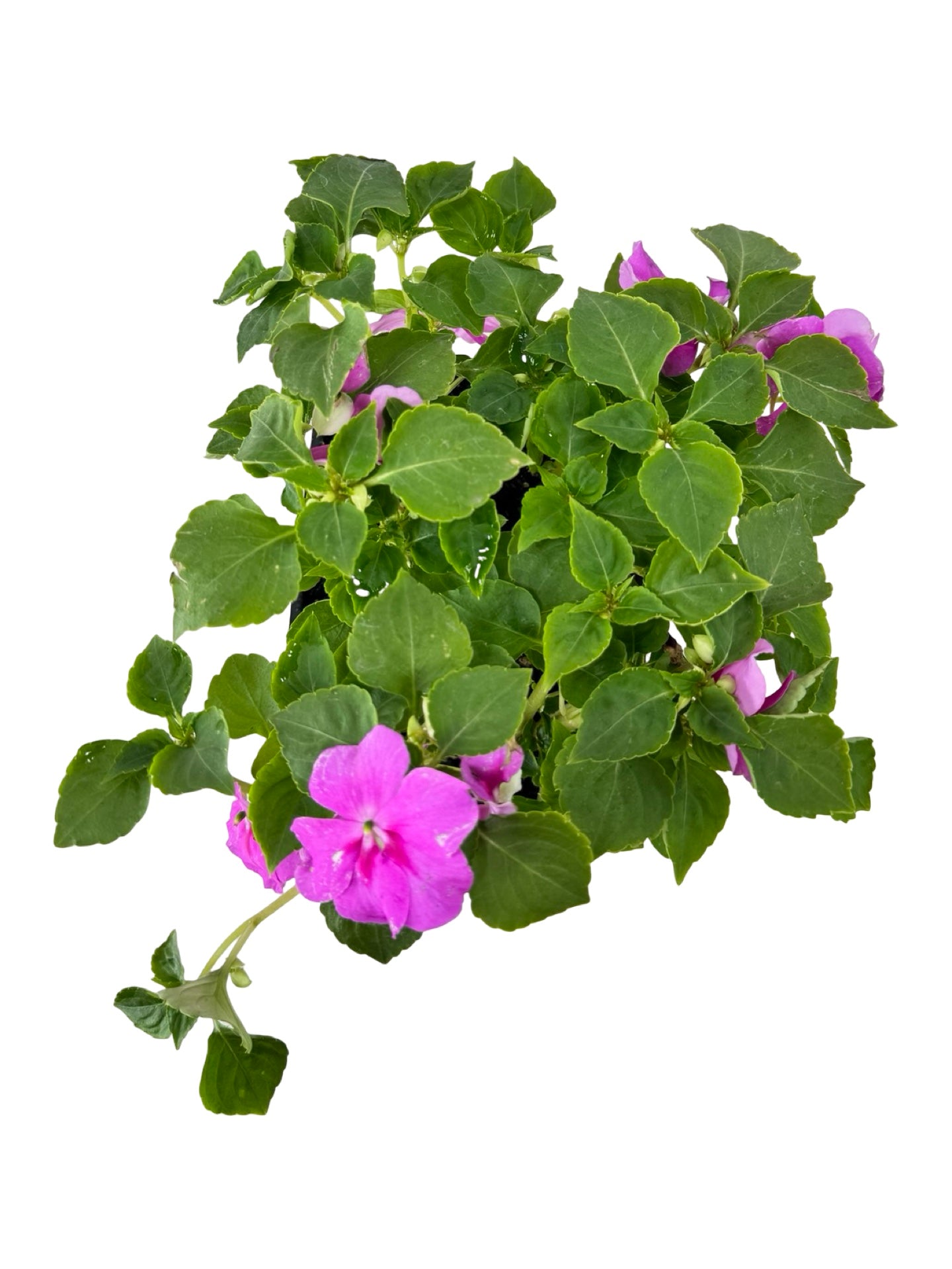 Impatiens Beacon 'Blue Pearl' - Annuals